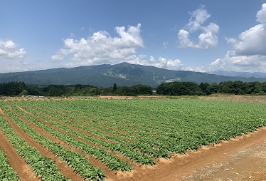 標高900m~1000mにあるひるがの高原だいこん畑では夏期の冷涼な気象条件を活かして栽培されています。