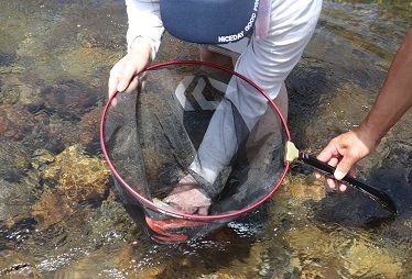 釣れたアユを掴む様子